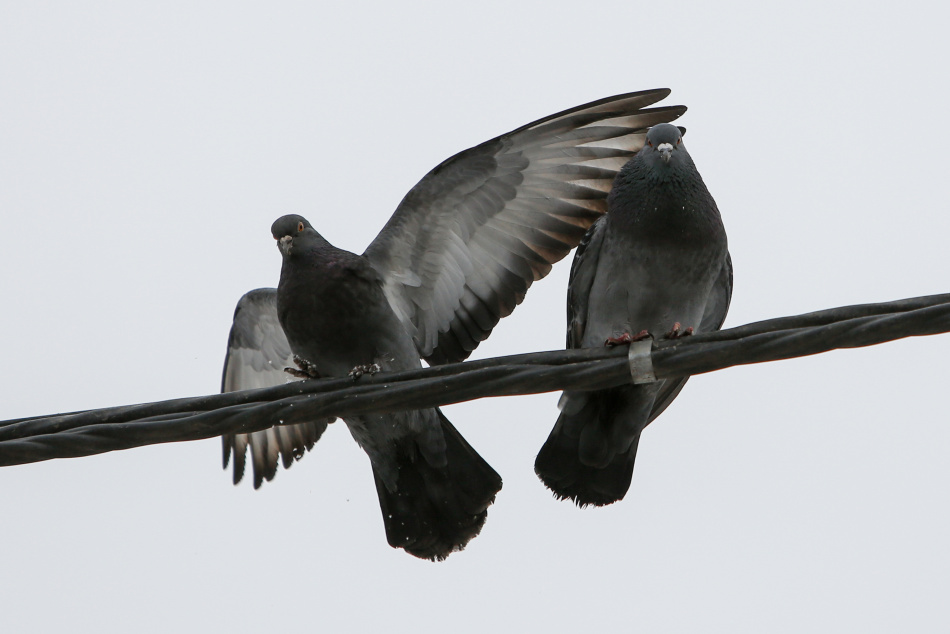 Александр Мясников признался в детской травме после охоты на голубей