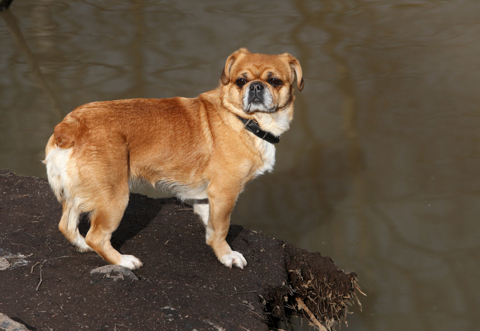 Эксперт объяснил, почему собака не обязана быть открытой для всех людей