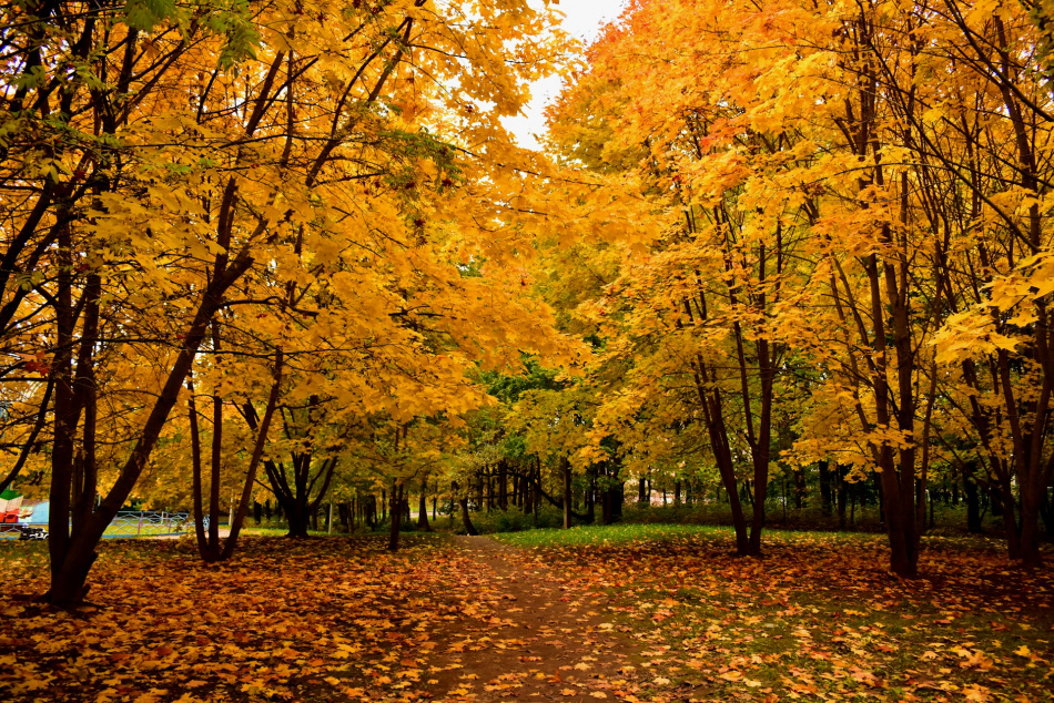 фестивали спб