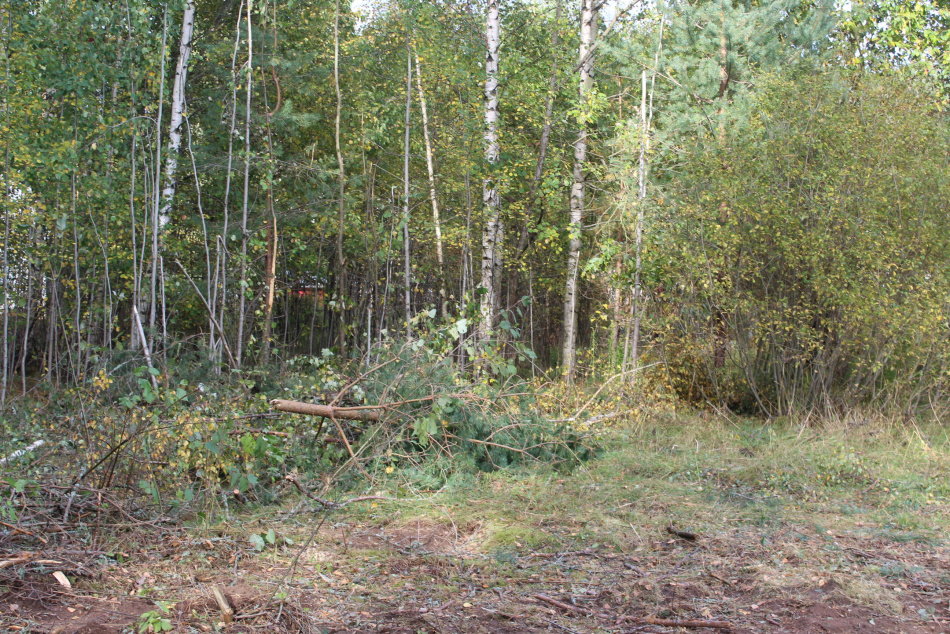 В лесу Лужского района спасли заблудившегося мужчину