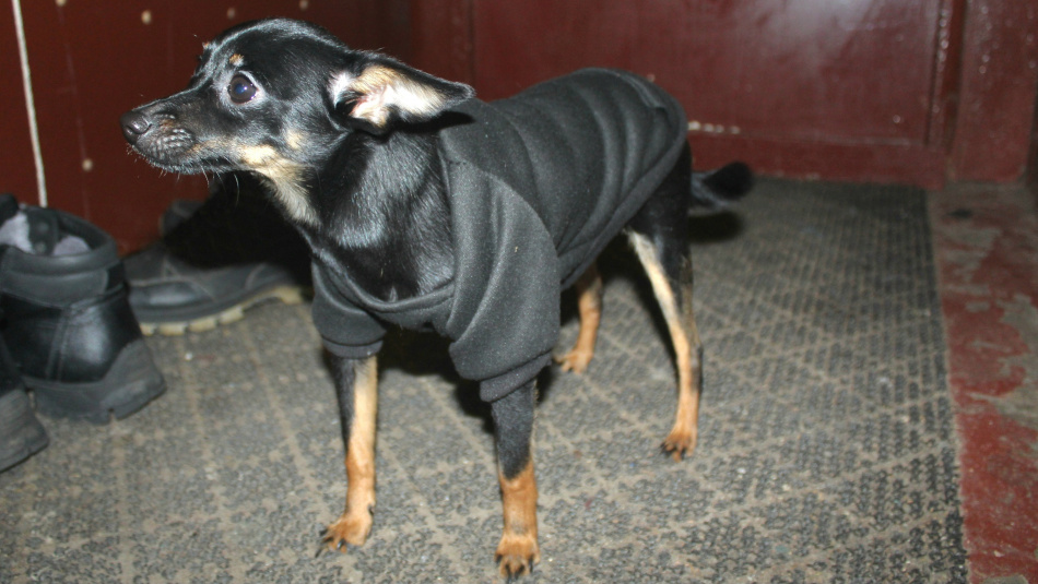 Петербуржец лишился денег при попытке купить щенка чихуа-хуа в сети