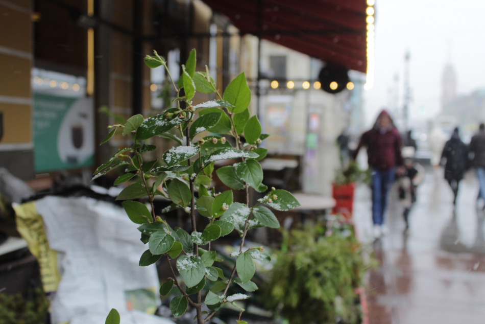 Суровые холода накроют северные регионы России в начале ноября