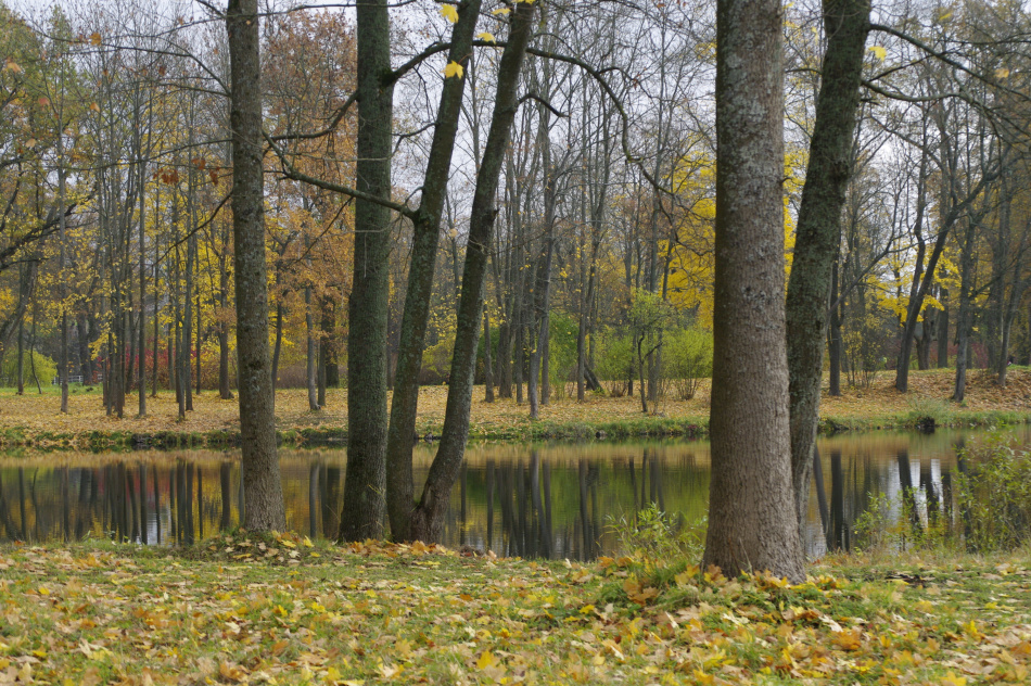 В лесу у границы с Россией в Эстонии нашли крупную авиабомбу