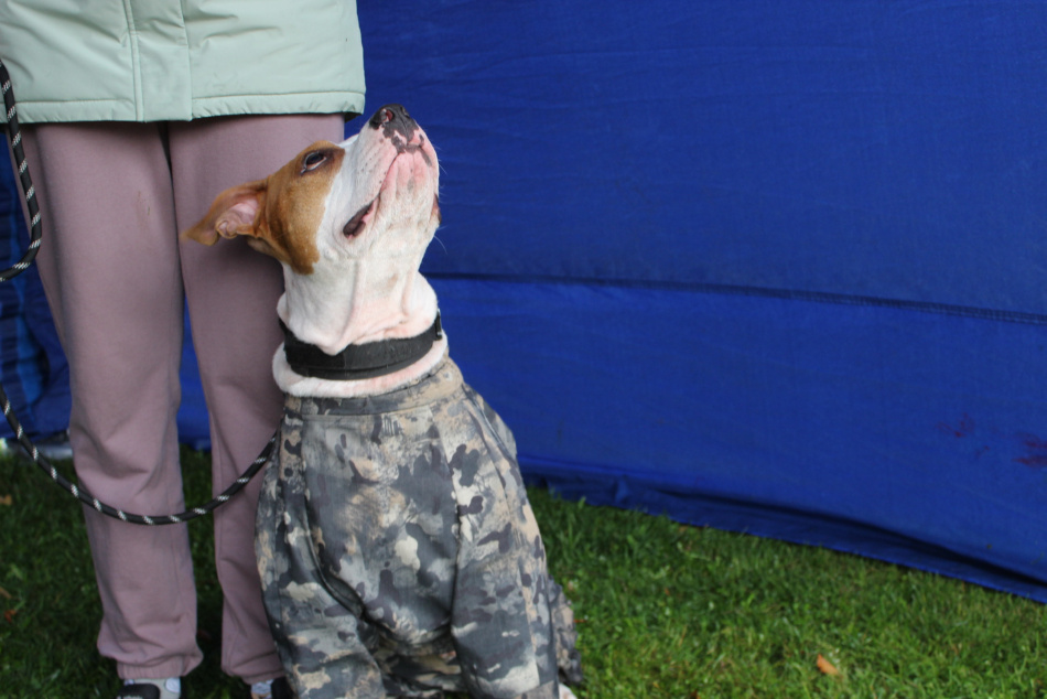 Жителя Петербурга осудили за нападение на собаку на улице Маршала Говорова