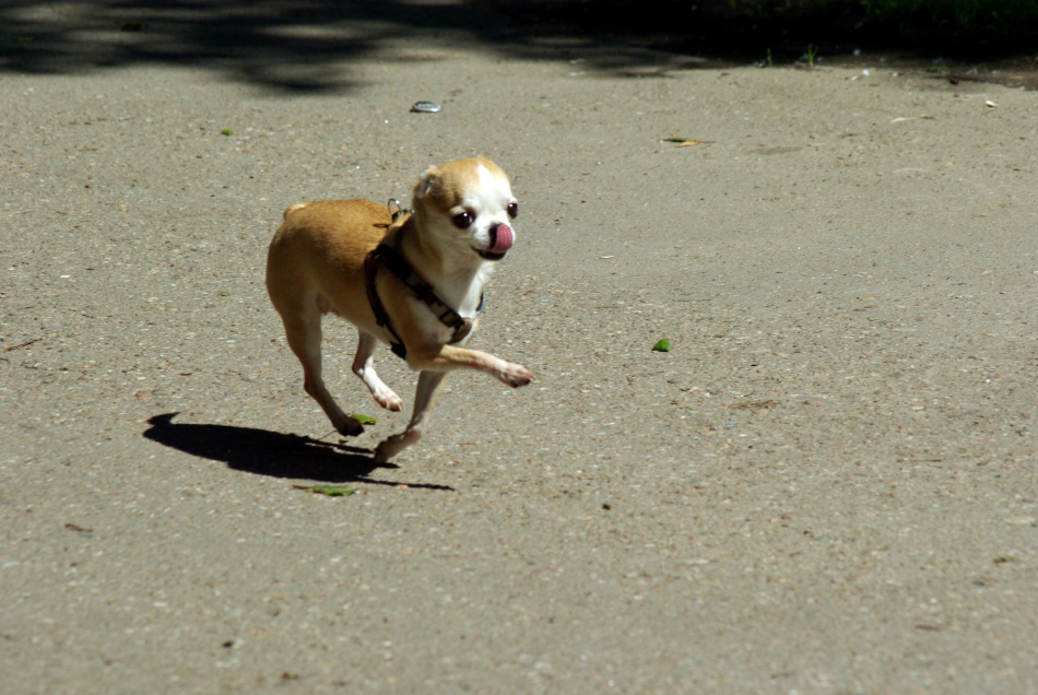 В московской квартире обнаружили необычную коллекцию домашних животных