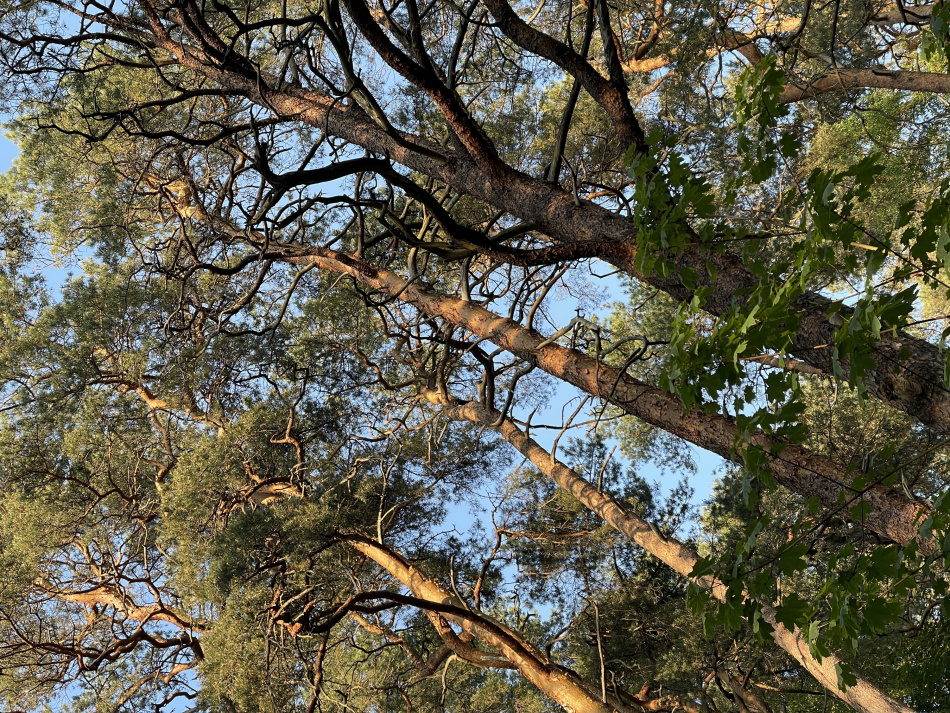 В Сестрорецке заметили необычного баклана с яркими глазами и расправленными крыльями