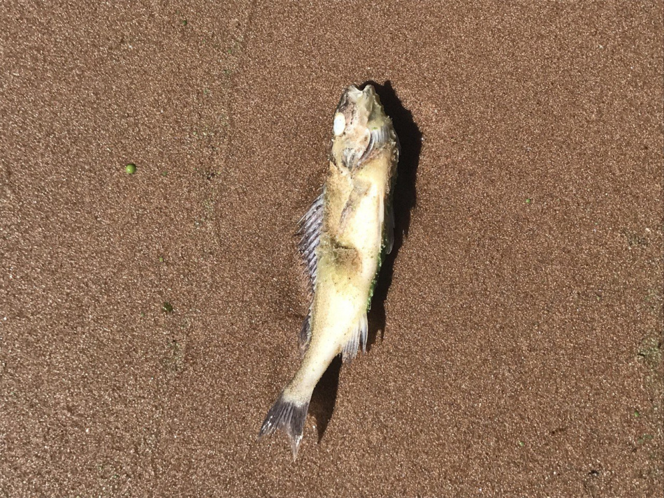 Сброс сточных вод в Охту вызвал массовую гибель рыбы и тревогу жителей