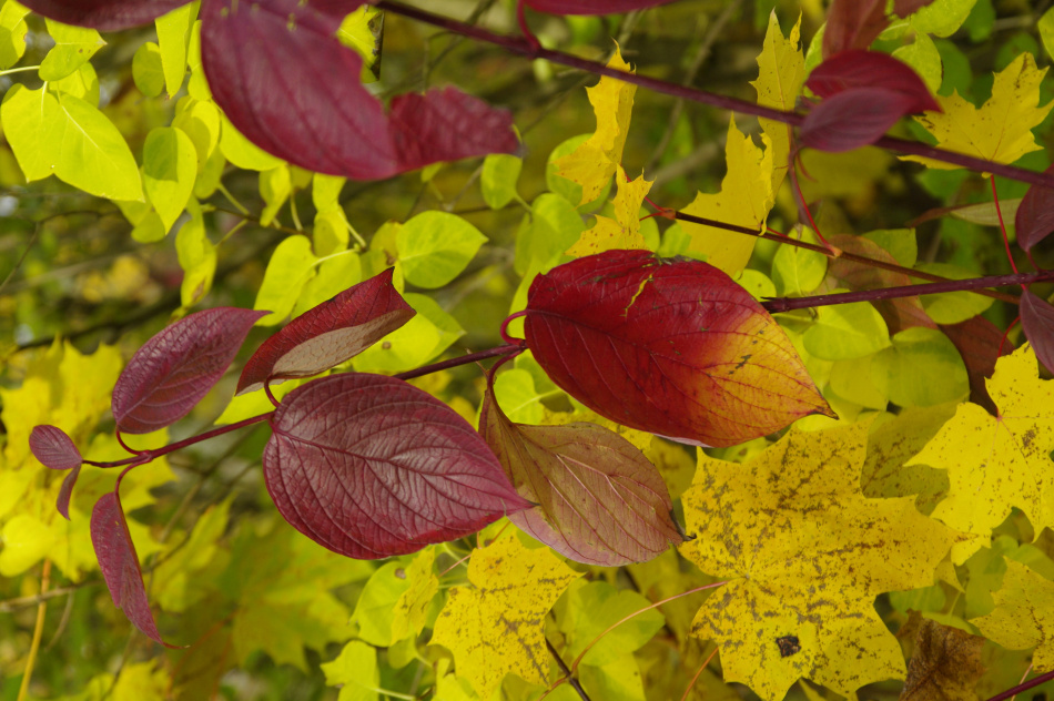 Врач Прокофьев рекомендовал мыть листья перед составлением осенних букетов