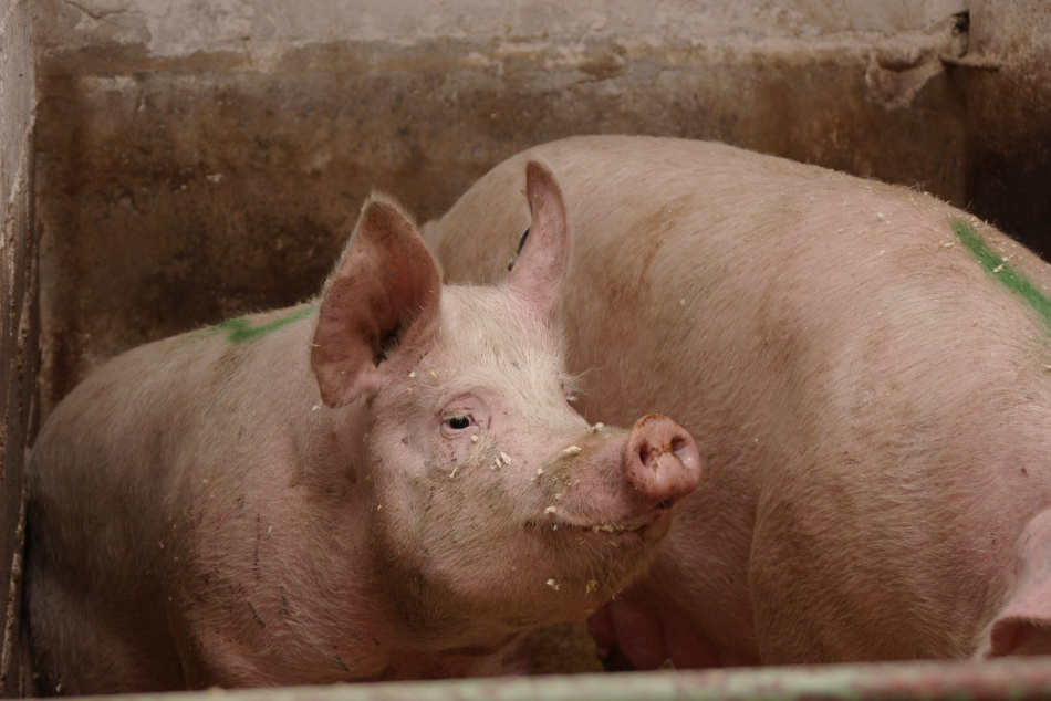 Снижение цен на свинину в России ударило по доходам производителей