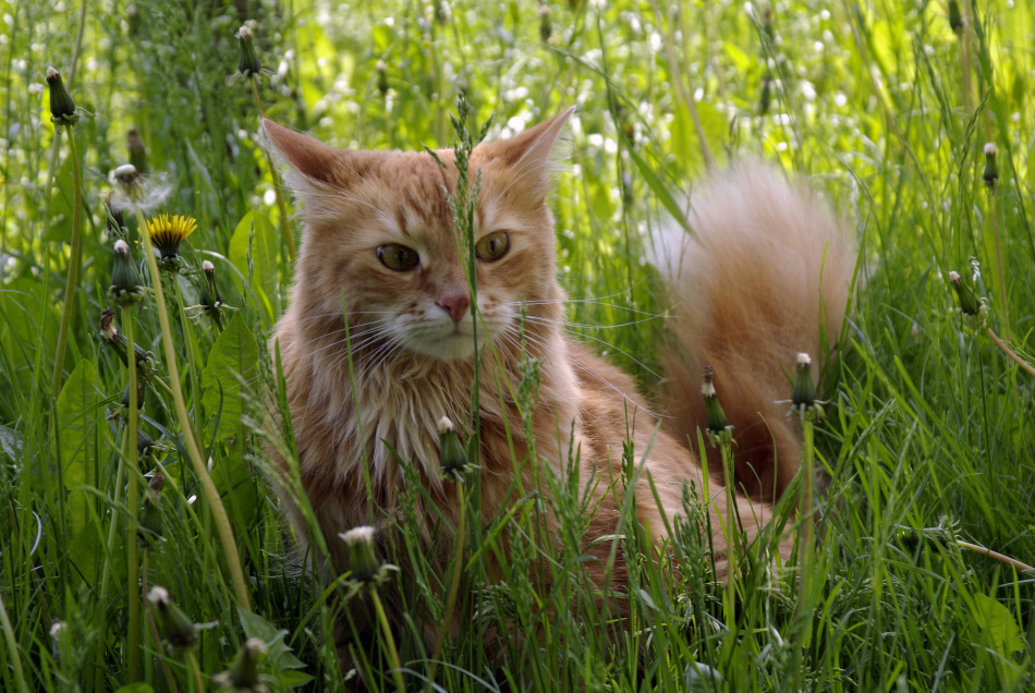 В Сестрорецке кот устроил погоню за редкой птицей на берегу озера