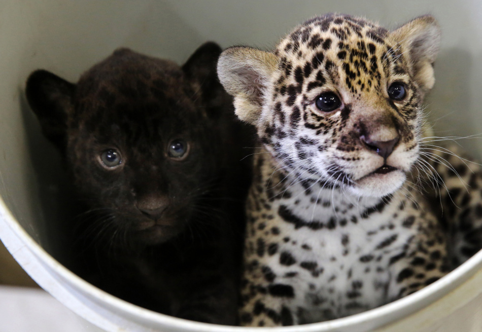 В Новосибирском зоопарке появился редкий ягуар с необычным окрасом