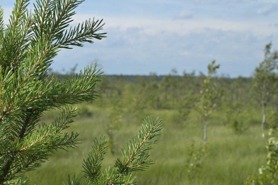 В Ленобласти задержан 18-летний мигрант по подозрению в преступлении в лесу