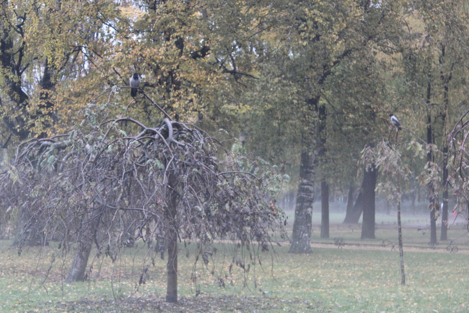 В Санкт-Петербурге первая декада ноября 2025 года может побить температурный рекорд