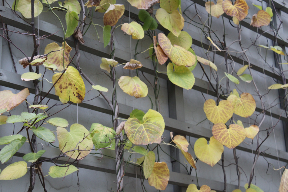 Первая декада ноября 2025 года в Петербурге стала самой теплой за всю историю