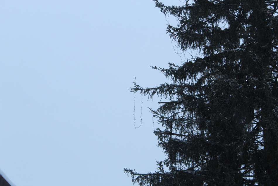 В Москве появится столичная новогодняя ель из Подмосковья