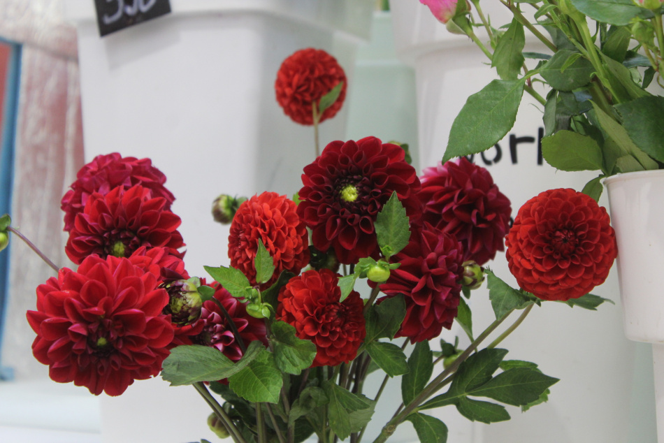 Ученые выяснили, что шмели способны различать световые ритмы при поиске пищи