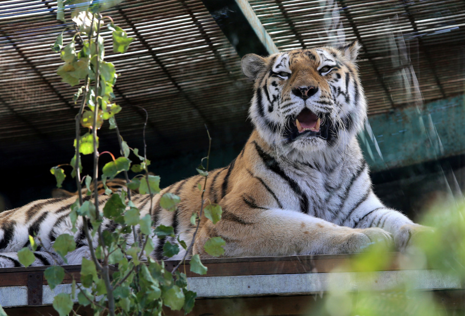 Четыре амурских тигра из России отправятся в Казахстан для восстановления вида