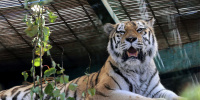 Четыре амурских тигра из России отправятся в Казахстан для восстановления вида