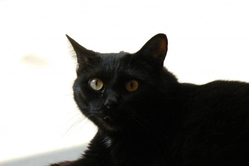 Приют для кошек оказался в здании без света и тепла после переезда