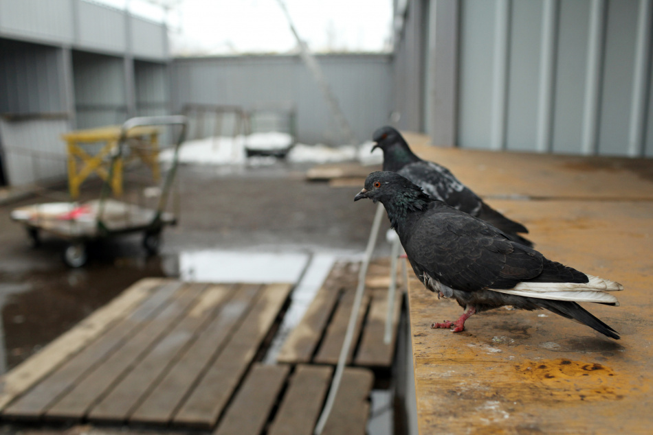Грузовик протаранил рынок в Южной Корее