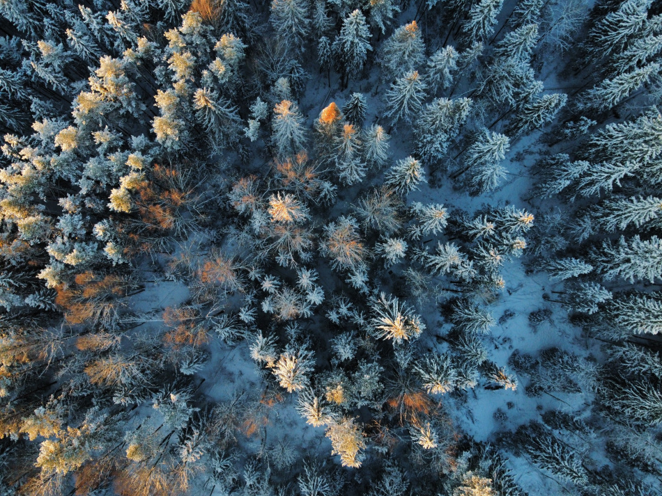 Лоси продолжают устраивать поединки даже после сброса рогов из-за теплой осени