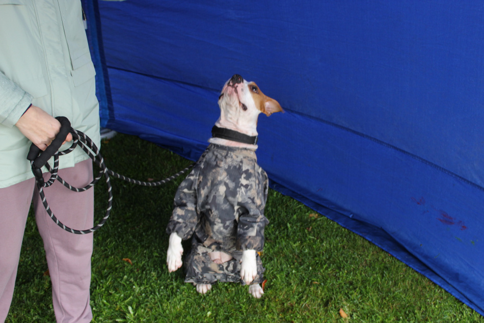 Пьяный петербуржец с бультерьером набросился на прохожих в Приморском районе