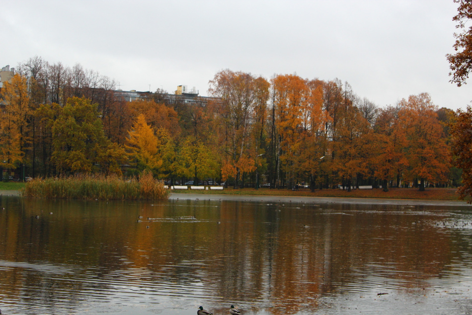 Как выглядела осень в Петербурге до первых снегопадов этого года