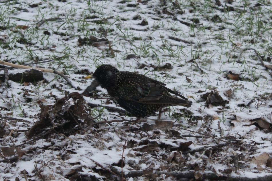 Снегопад медленно накрывает Петербург и пригороды в начале дня