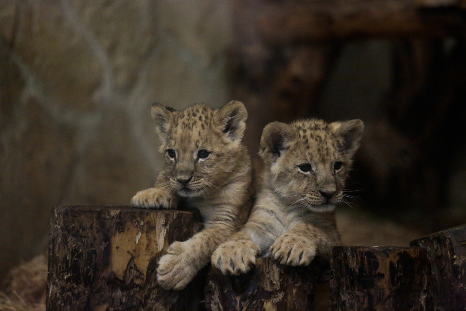 Власти Петербурга рассматривают проект нового зоопарка с уникальными животными