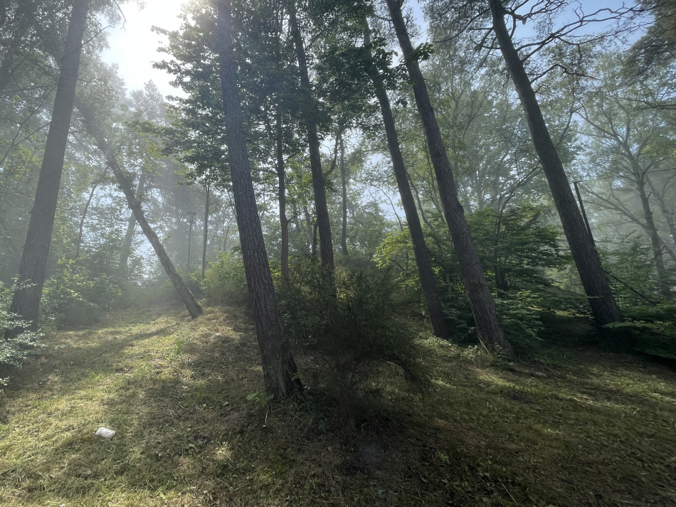 Российский лесной сектор ожидает сокращение производства в ближайшие годы