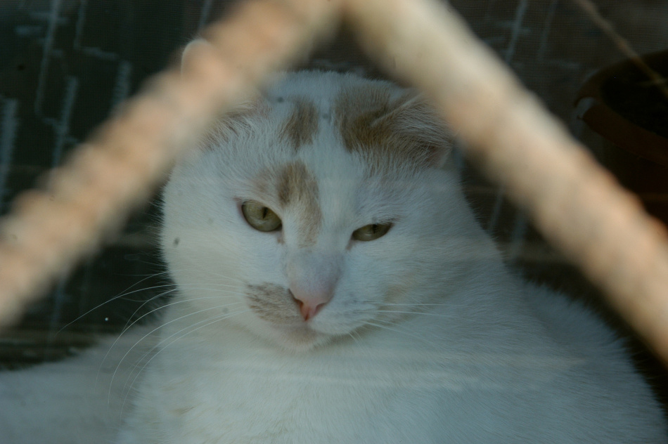 Кот оказался в барсучьей норе в лесах Ленобласти