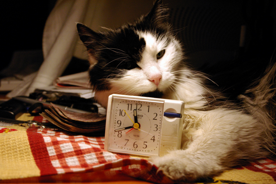 Кошка, сброшенная с высоты в Крыму, вернулась к активной жизни