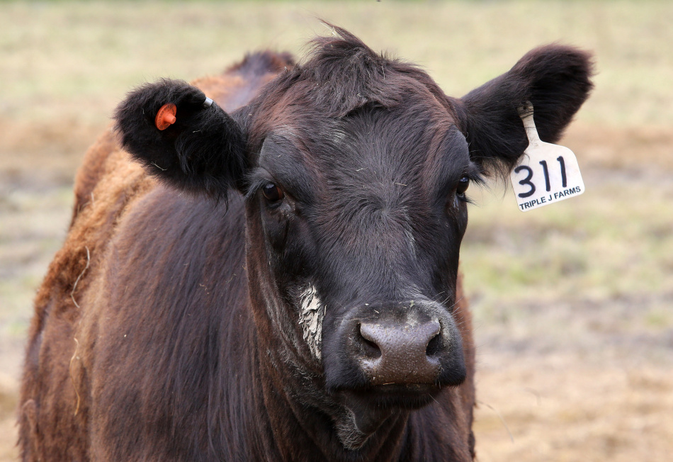 Фермеры США начали зарабатывать на объятиях с коровами в условиях кризиса