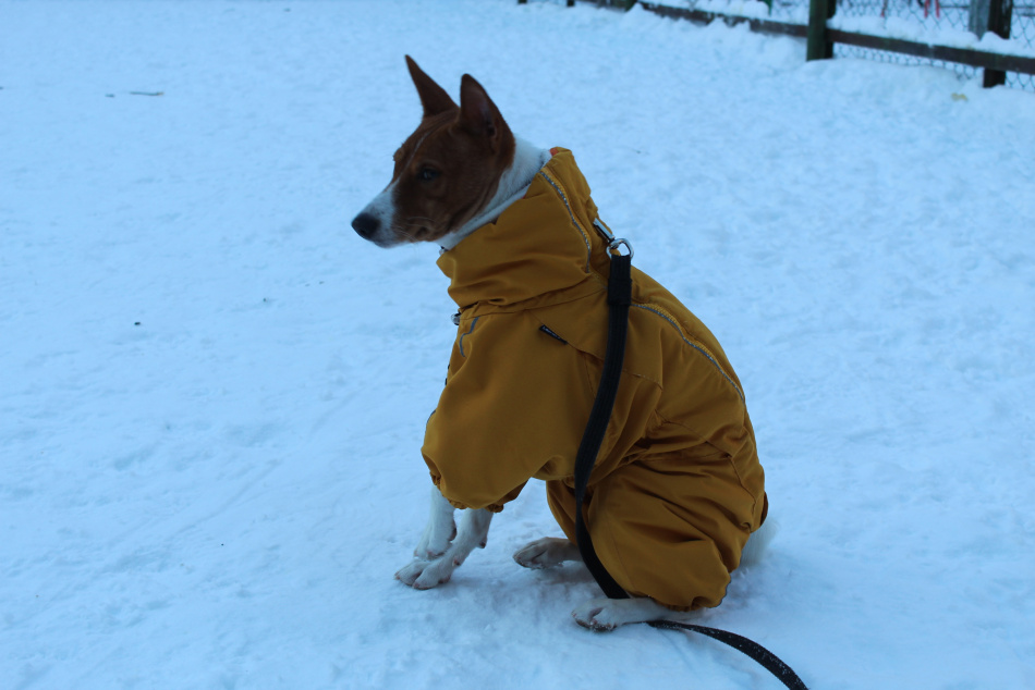 Пес остался один на платформе Старого Петергофа после отъезда хозяина