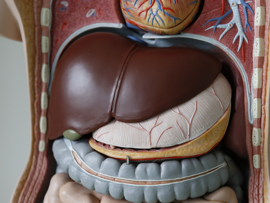 Онколог оценил перспективы операции Алдонина по удалению опухоли желудка