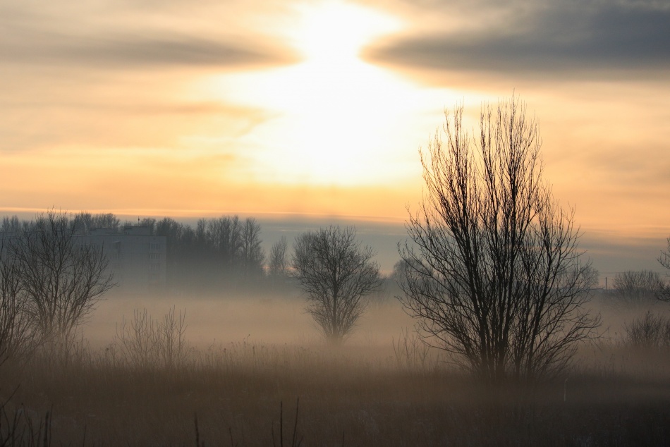 В Ленобласти разоблачена схема хищения средств на лесовосстановление для Минобороны