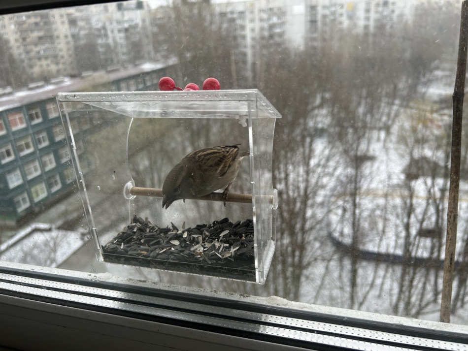 В Петербурге вновь появились редкие птицы, прилетающие только осенью и весной