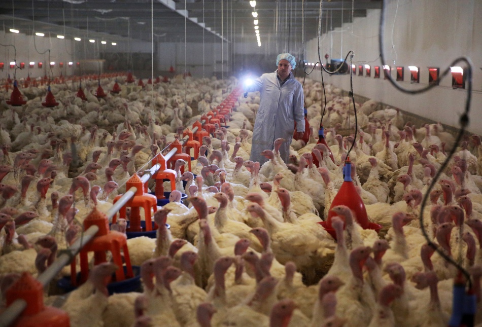 Птицефабрика «Роскар» прекратила выпуск куриного мяса под маркой «Куромякки»