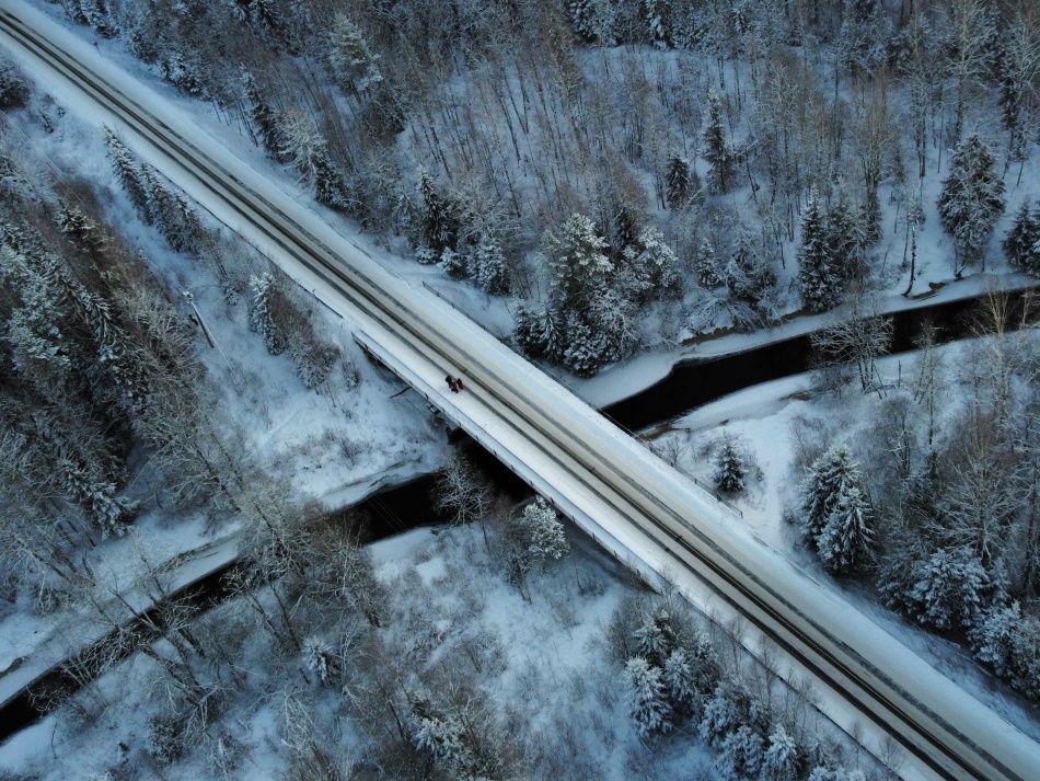 В Приморском районе Петербурга после аварии с лосем утилизируют его тело