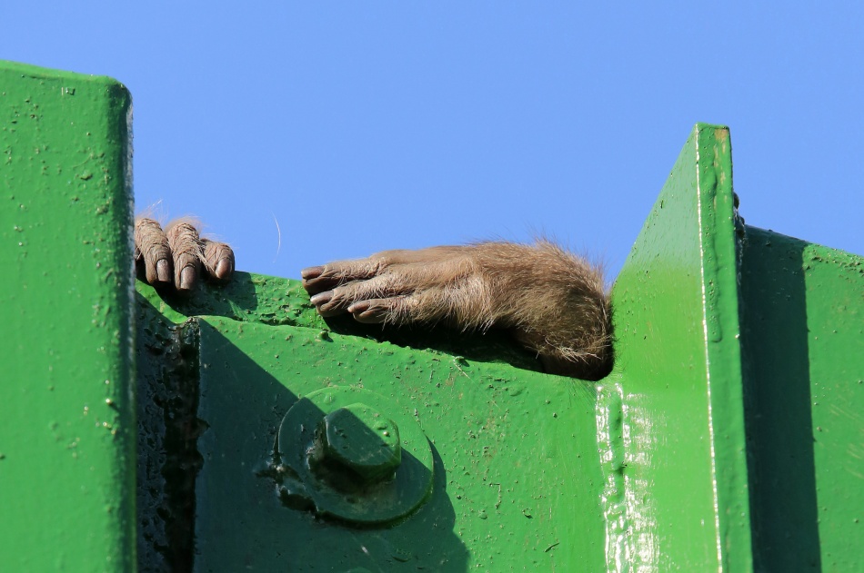 В центре «Сирин» появилась новая обезьянка после отказа владельца
