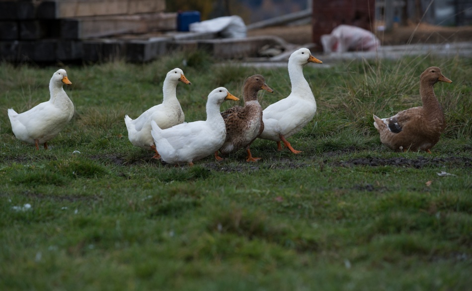 Гусь выбрал парк Монрепо в Выборге для передышки