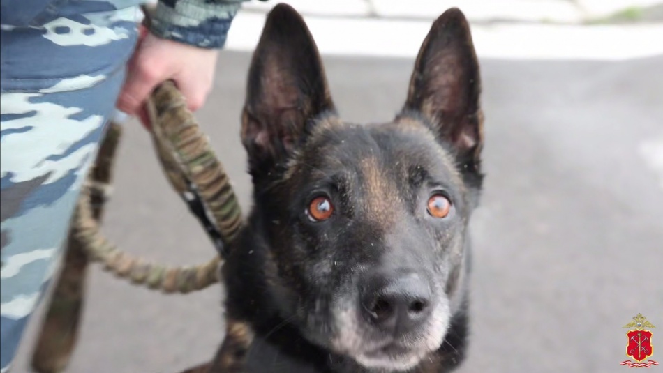 Собака Ямато вывела полицейских на след поджигателя в Ленобласти