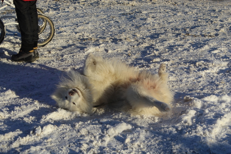 Владельцев собак в Ленобласти обязали регистрировать питомцев под угрозой штрафов