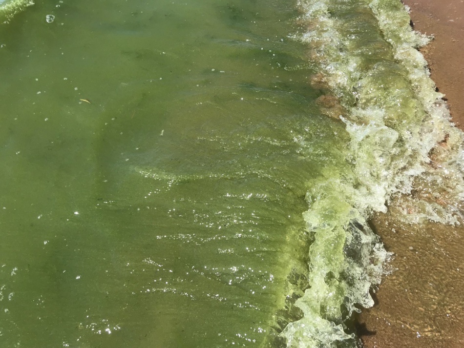 Ярко-зеленая жидкость неизвестного происхождения обнаружена на улице во Всеволожске