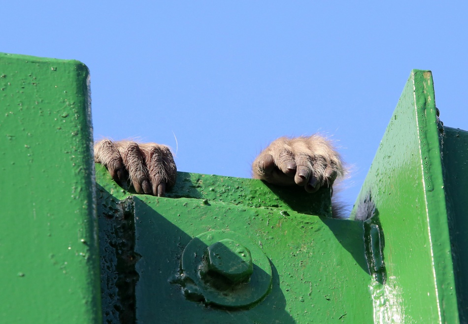 В Петербурге исчезла макака Маша, пока хозяин был в отпуске за границей