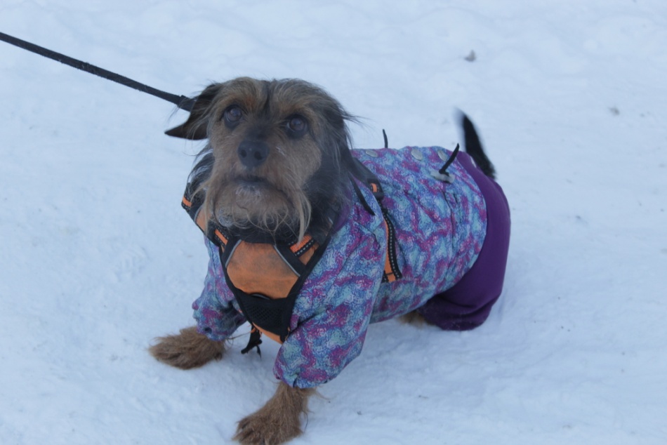 В Новосибирске собака случайно вызвала взрыв в квартире, включив плиту
