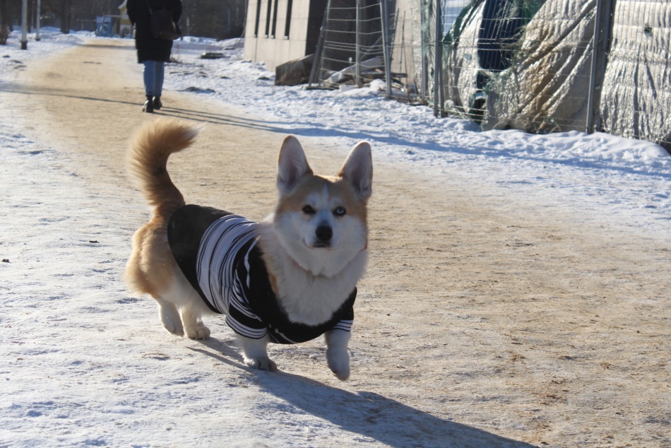 Власти создали мультфильм о корги который спасает хозяйку от аферистов