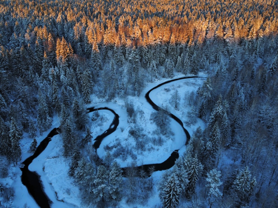 Жители Петербурга продолжают собирать грибы в декабре