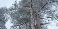 В Ленобласти каршеринговый автомобиль перевернулся на кладбище и оказался на могиле