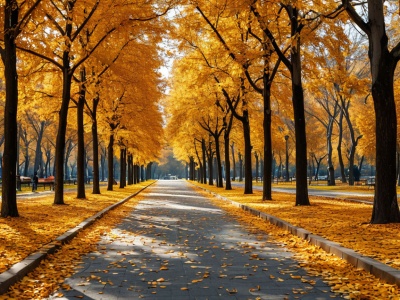 Фото Луговой парк в г. Петергофе